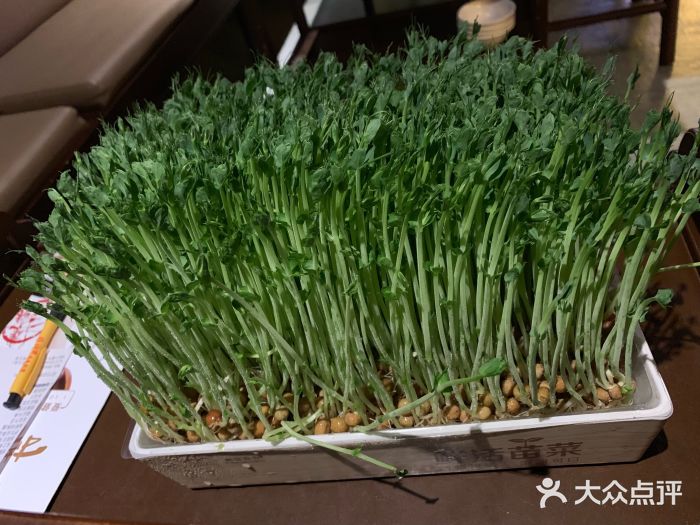 捞神煲汤火锅(湖滨商业街店)活体有机豆苗图片