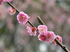-苏州上方山国家森林公园