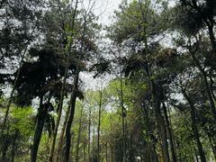 -铁山坪森林公园