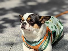 -嘉善老市