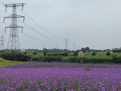 -紫颐香薰山谷景区