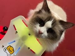 -猫色咖啡·猫咖