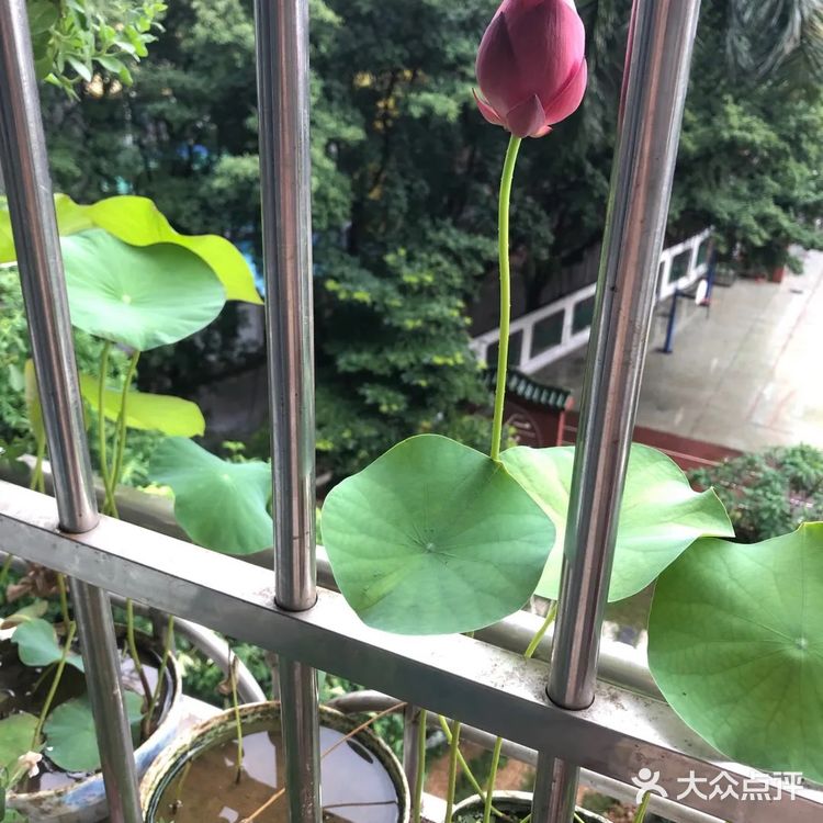 碗莲的简易种植