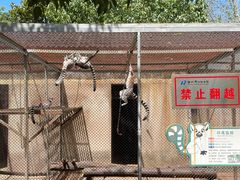 -合肥野生动物园