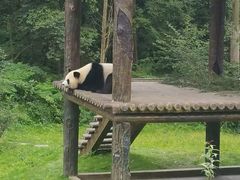 -中国大熊猫保护研究中心雅安碧峰峡基地
