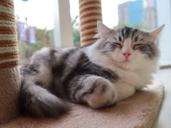 -飞行喵MR PILOT|猫舍·猫咖(静安大融城店)