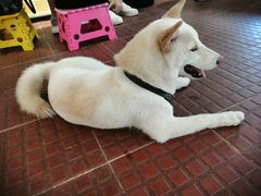 -柴犬高等学院·狗咖·柴犬售卖·宠物训练