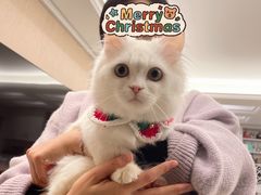 -猫力发电所·宠物专门店