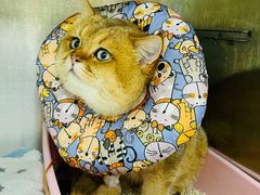 -东莞宠友24H宠物中心医院·转诊夜诊·异宠(新河北路院)