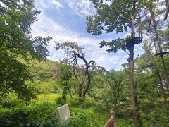 -沂蒙山旅游区云蒙景区(蒙山国家森林公园)