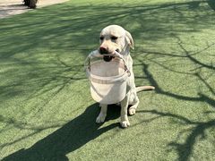 -宠物寄养训练学校