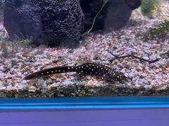 -上海大自然野生昆虫馆