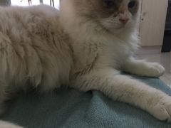 -鼓捣猫呢主题猫咖店