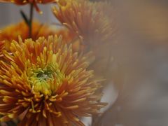 -循礼门鲜花花市(武汉循礼门店)