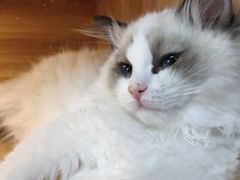 -猫十亿·布偶金渐层·曼基康矮脚猫舍(青年路店)