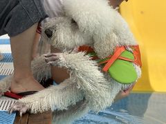 -爪吧宠物乐园 (温榆河示范区店)