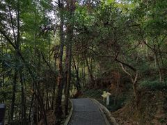 -大围山国家森林公园