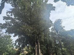 -墨尔本皇家植物园
