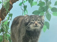 -青藏高原野生动物园