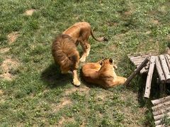 -青藏高原野生动物园