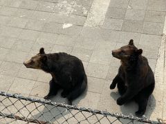 -大连森林动物园