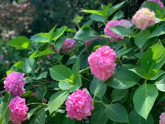 -上海共青森林公园