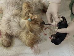 -宠颐生宠物医院·骨外科·犬猫全科诊疗中心(池州店)