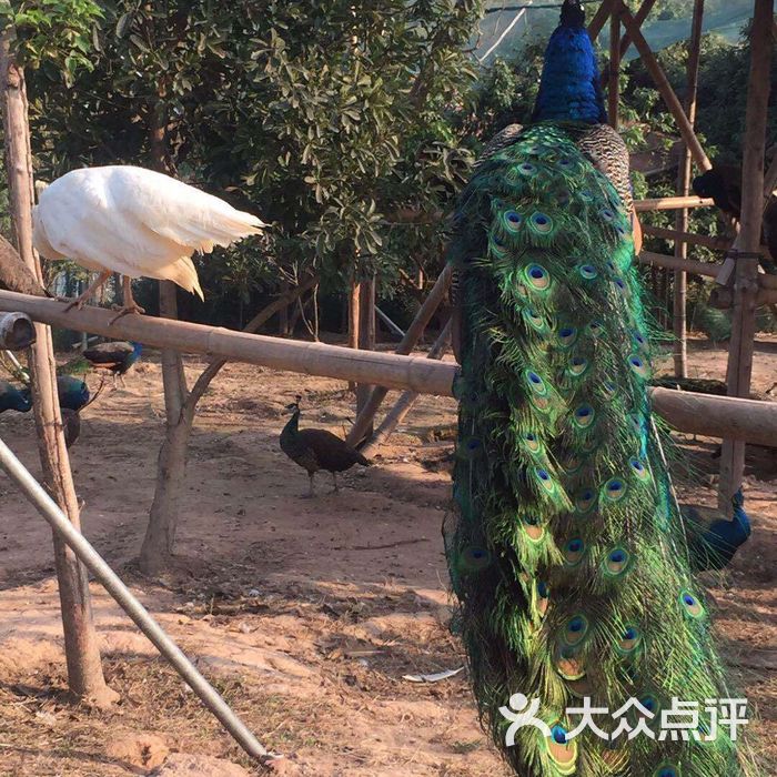 美林湖孔雀园
