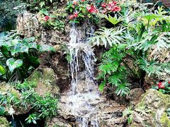 -深圳仙湖植物园