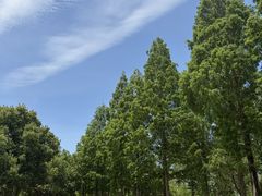 -合肥滨湖国家森林公园