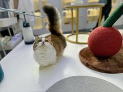 -小猫来了·猫舍(红山六九七九店)