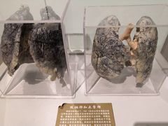 -陕西自然博物馆