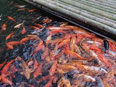 -千岛湖东南湖区