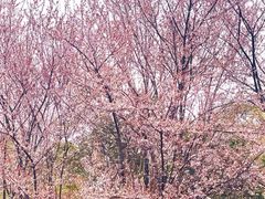-八大山人梅湖景区