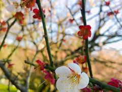 -杭州植物园
