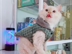 -Bastet sally猫舍购宠(静安店)