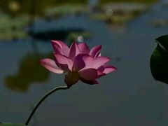 -陶辛水韵