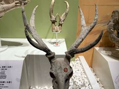 -国家自然博物馆