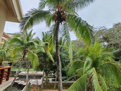 -亚龙湾喜来登·美景台大堂吧