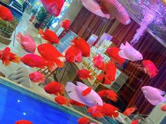 -骏莱海鲜鱼港(五角场店)