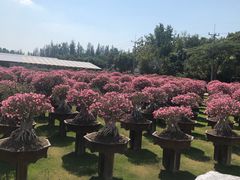 -东芭乐园