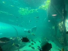 -悉尼海洋生物水族馆