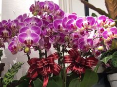 -FEI FEI FLOWER鲜花店·气球派对·宝宝宴布置(虹口德必运动Loft店)
