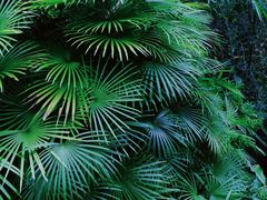 -深圳仙湖植物园