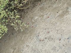 -北海金海湾红树林生态旅游区