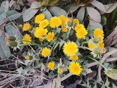 -汉长安城未央宫国家考古遗址公园