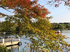 -上海共青森林公园