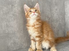 -小猫来了·猫舍(红山六九七九店)