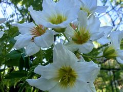 -国家植物园南园