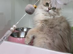 -青奢宠物·青奢猫舍